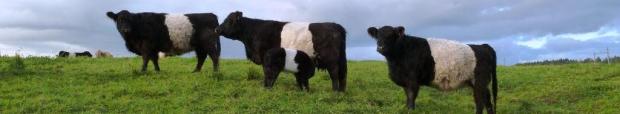Belted Galloway Parade
