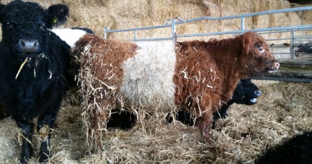 20160129_115635_resized